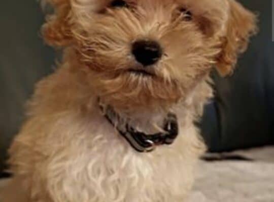 Maltipoo štenci
