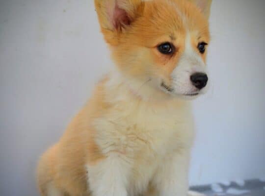Velški Corgi Pembrok prelepi štenci