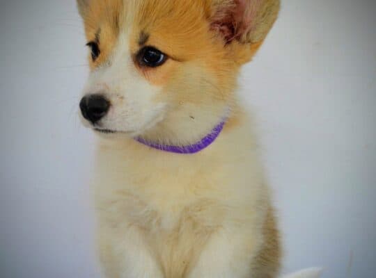 Velški Corgi Pembrok prelepi štenci