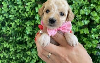 Maltipoo prelepi stenci
