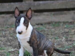 Mini Bull Terijer prelepi štenci