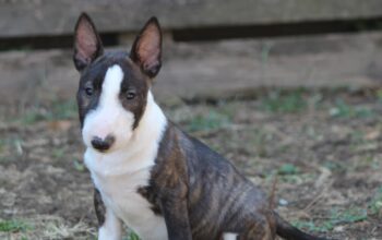 Mini Bull Terijer prelepi štenci
