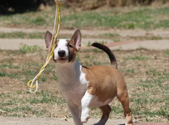 Mini Bull Terijer prelepi štenci
