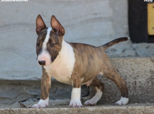 Mini Bull Terijer prelepi štenci