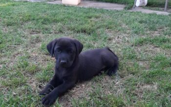 Poklanjamo štence labradora