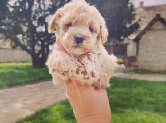 Maltipoo stenci