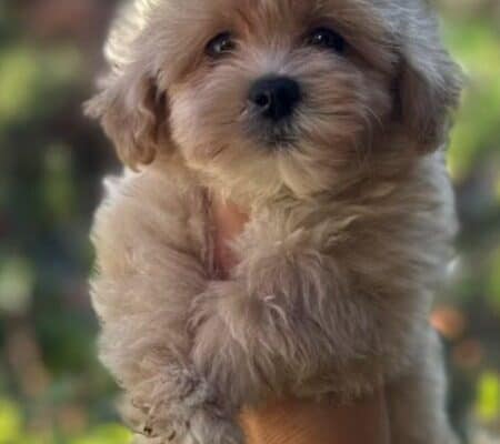 Maltipoo vrhunske genetike
