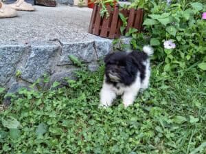 Stenci shih poma
