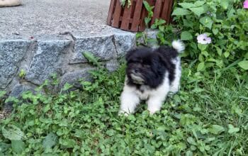 Stenci shih poma