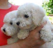 Bolonjezer – bolonjski bišon-bolonjski pas