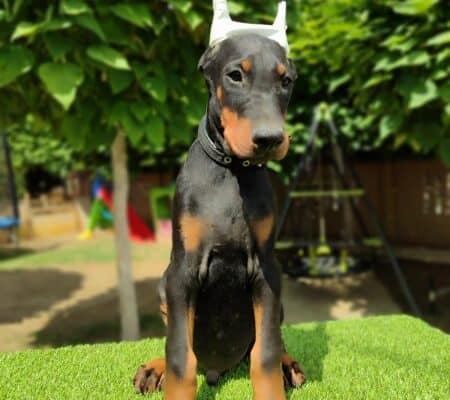 Doberman mužijaci