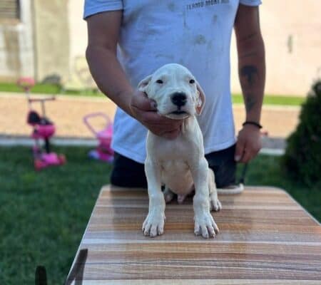 Dogo Argentino štenci