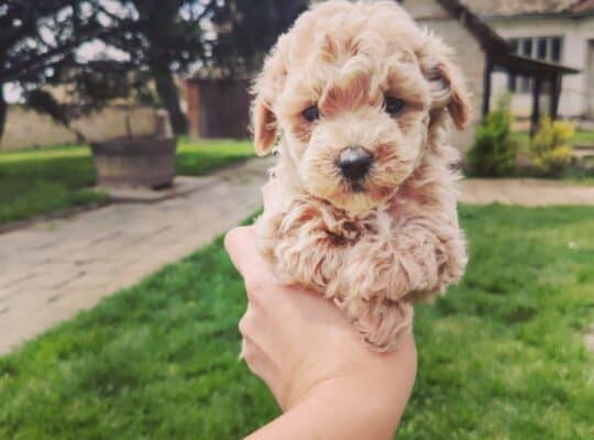 Maltipoo stenci
