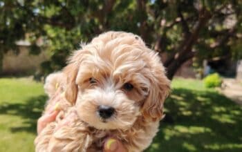 Maltipoo stenci