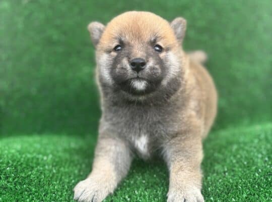 Shiba Inu štenci