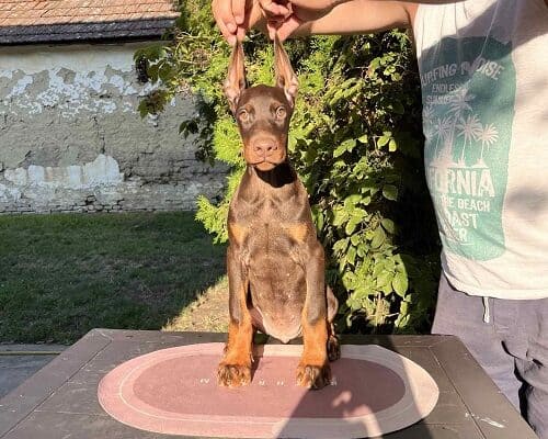 Doberman štenci