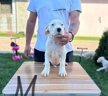 Dogo Argentino štenci