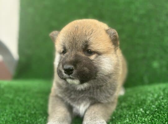 Shiba Inu štenci