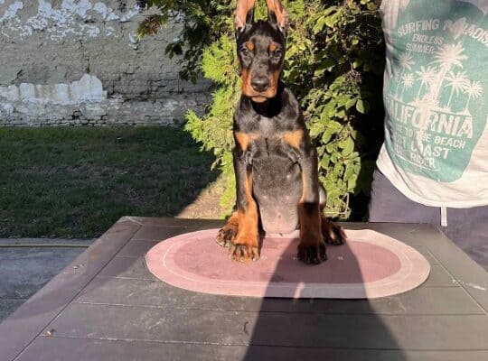 Doberman štenci