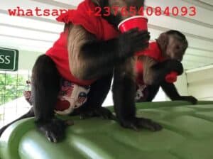 Prekrasni mužjaci i ženke kapucinskih majmuna za