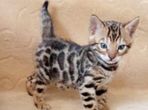 Bengalski Macici