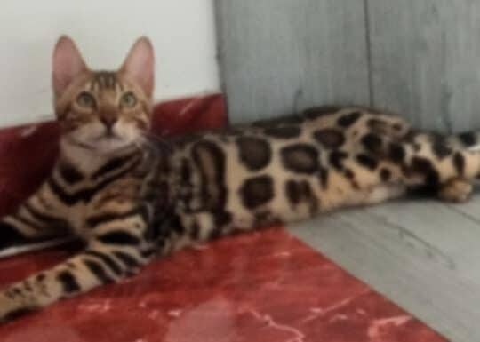 Bengalski Macici