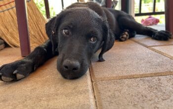 Mesanac labradora