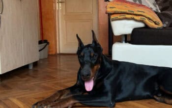Doberman stenci