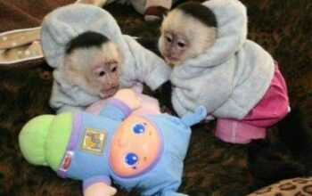 Beautiful ring-tailed marmoset and capuchin monkey