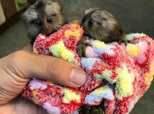 Beautiful ring-tailed marmoset and capuchin monkey
