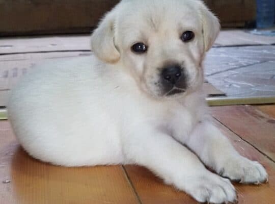 Stenci labradora