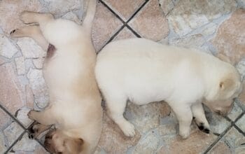 Stenci labradora