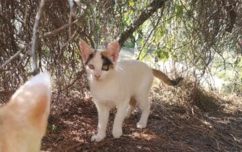 Poklanjamo mače Safiru