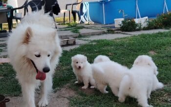 Samojed štenci na prodaju