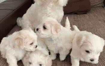 Maltese puppies for adoption.