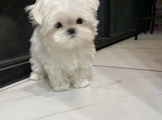 Maltese puppies for adoption.