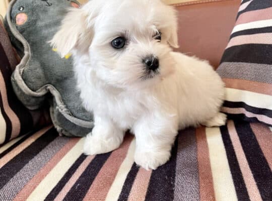 Maltese puppies for adoption.