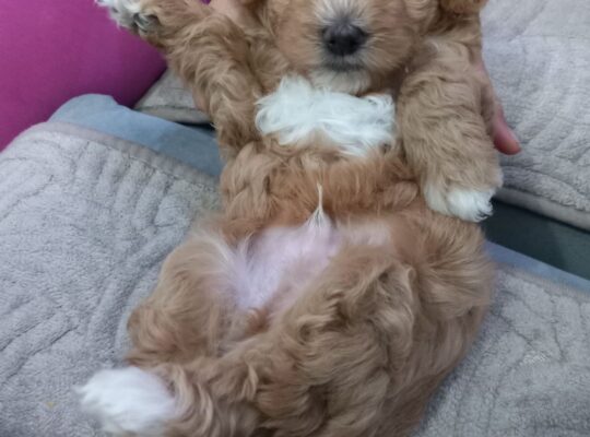 Maltipoo prelepi stenci