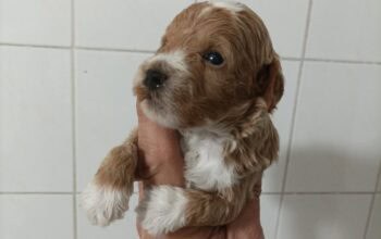 Maltipoo prelepi stenci