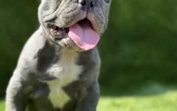 Francuski buldog plavi štenci