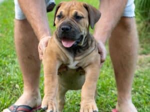 Južnoafrički mastif – Boerboel štenci