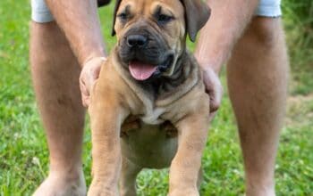 Južnoafrički mastif – Boerboel štenci