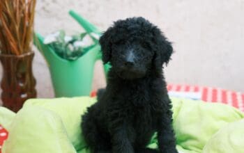 Kraljevska Pudla štenci