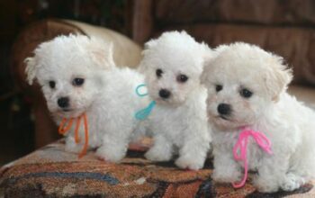 Bolonjezer – bolonjski bišon