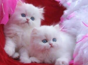 Beautiful Perisan kittens for adoption