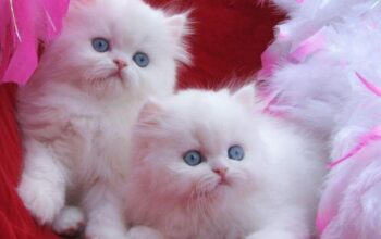 Beautiful Perisan kittens for adoption