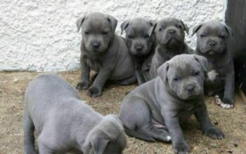 Blue Staffordshire Bull Terrier puppies…