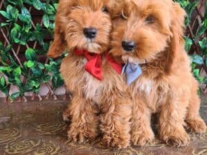 Labradoodle prelepi štenci
