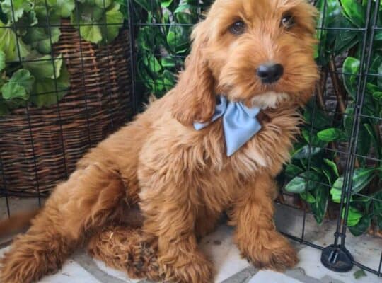 Labradoodle prelepi štenci