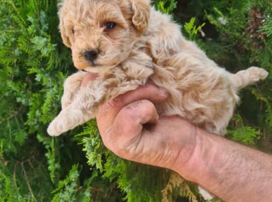 Maltipoo štenci